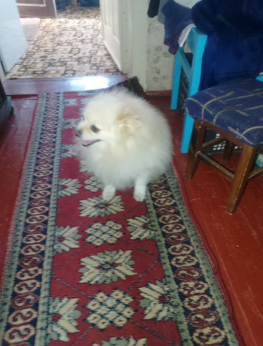 Вязка у меня мальчик шпиц