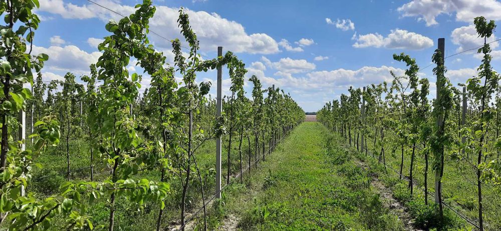 Садові стовпчики Жорнище (низька ціна, висока якість, наявність)