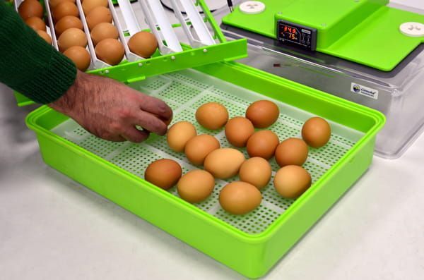 Inkubator Lęgowy Jaj z Klujnikiem - Automatyczny - PD30 SH