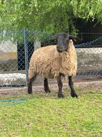 Vendo Ovelhas, Carneiro e Borrego Suffolk