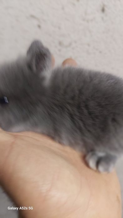 Coelhos anões  de qualidade