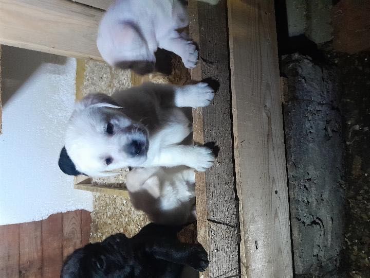 щенята лабрадора