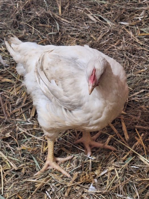 Brojlery z własnego chowu