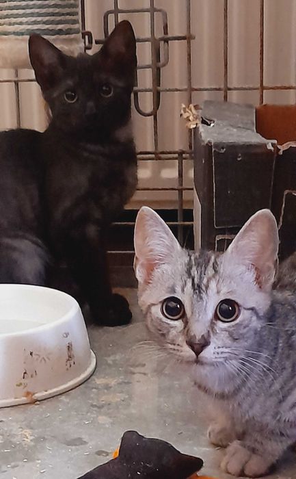 Siwa i Czarny kotki