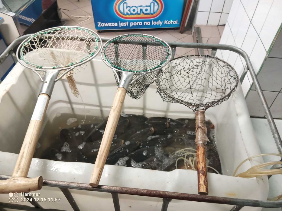 basen, podbierka napowietrzacz karp