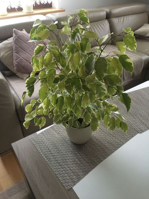 Kwiat Fikus benjamin