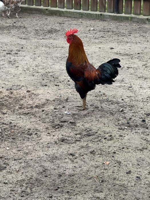 Sprzedam koguty zielononóżki