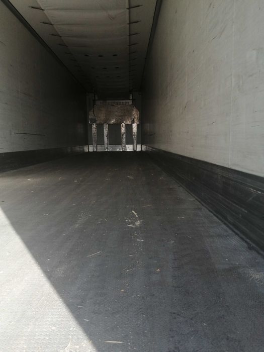 Krone chłodnia carrier 1550