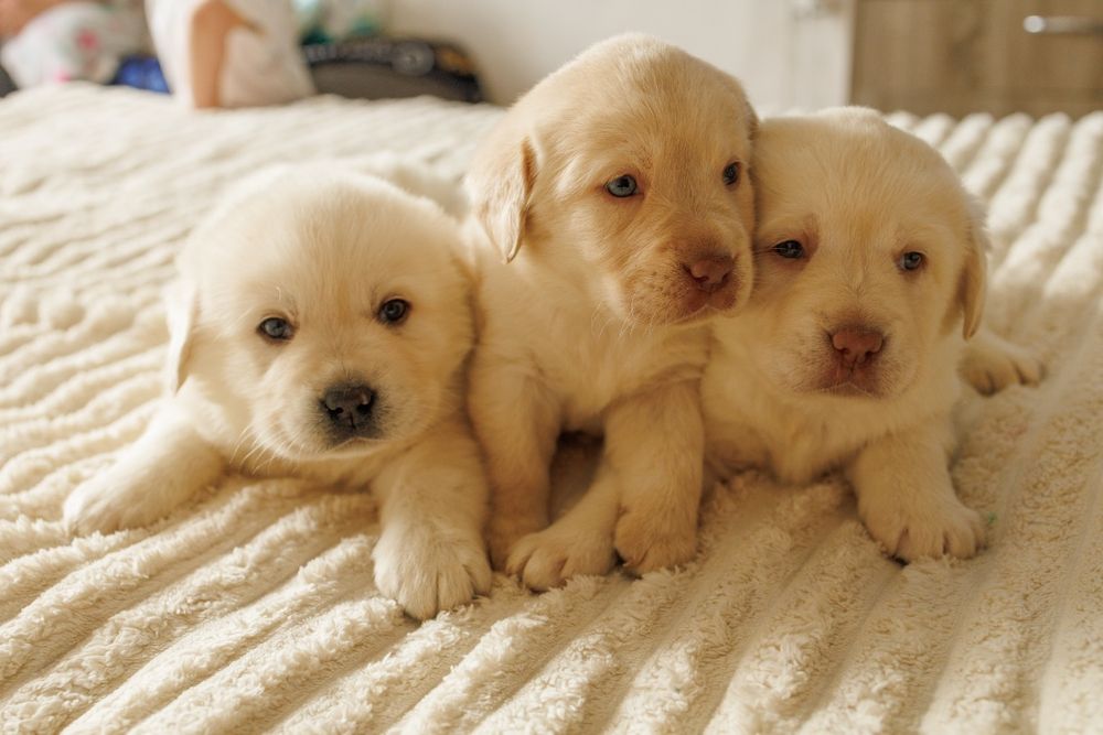 Лабрадор -ретривер _ чистокровні цуценята шукають дім
Ось приклад