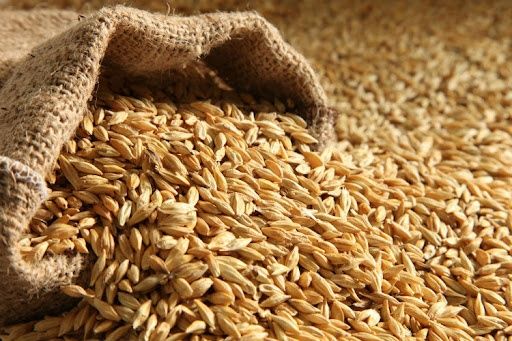 Продам ячмінь , новий врожай зерна 2025 року