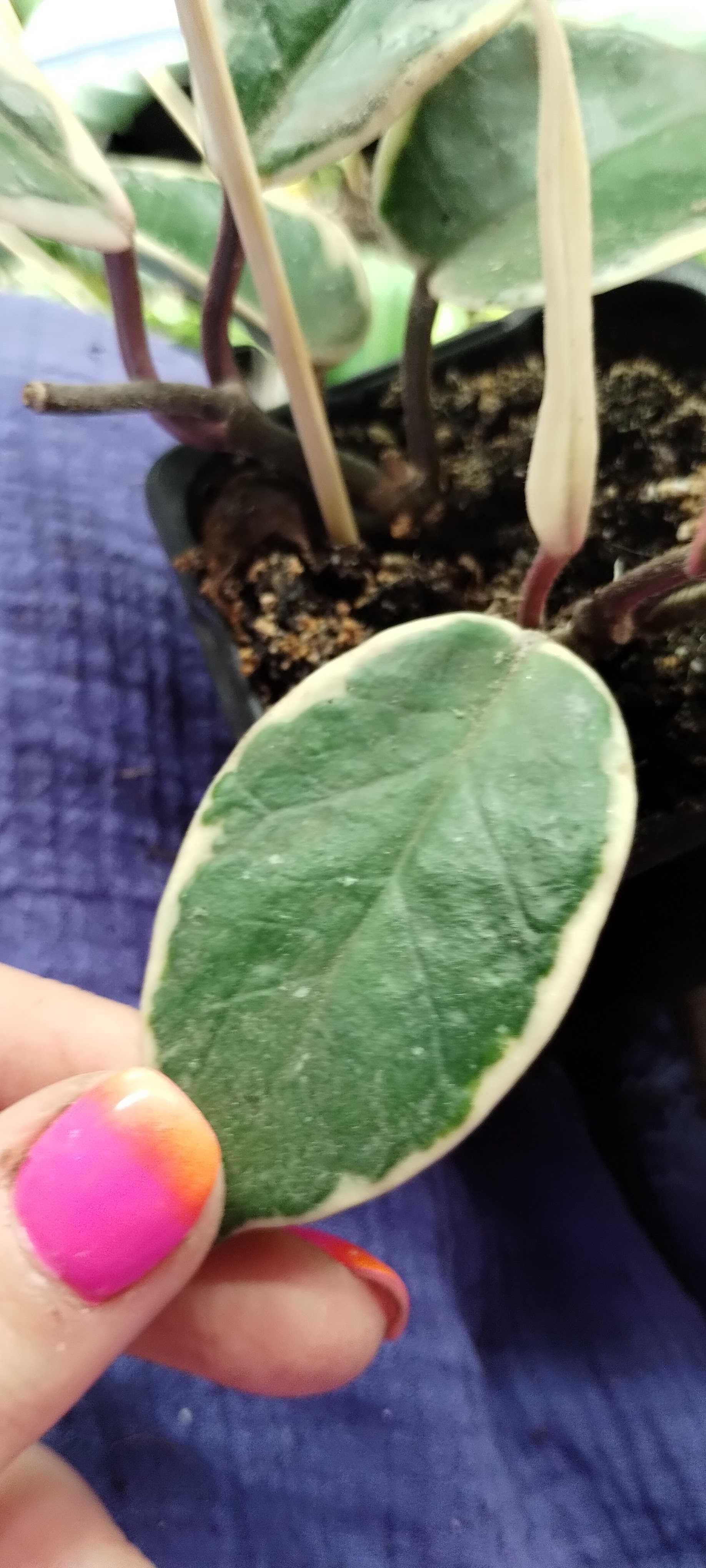 hoya flamingo dream