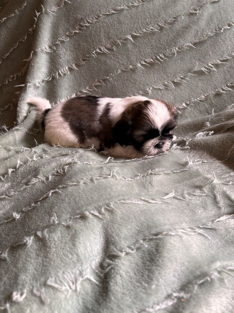 Shih Tzu Suczka.