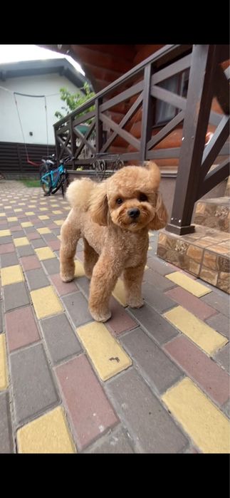 Вʼязка той пудель