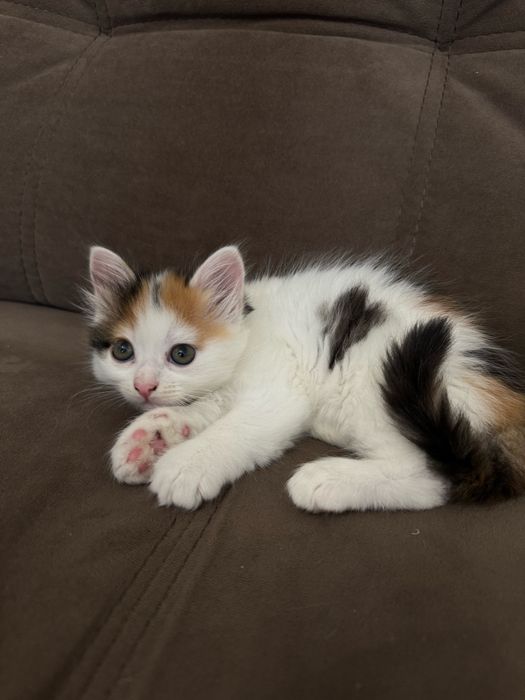 Віддам кошеня в добрі руки