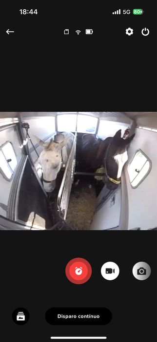 Transporte de cavalos