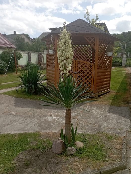 Продам саджанці деревовидної юки