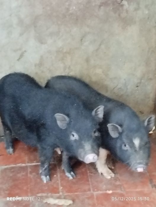 Casal porcos vietnamitas