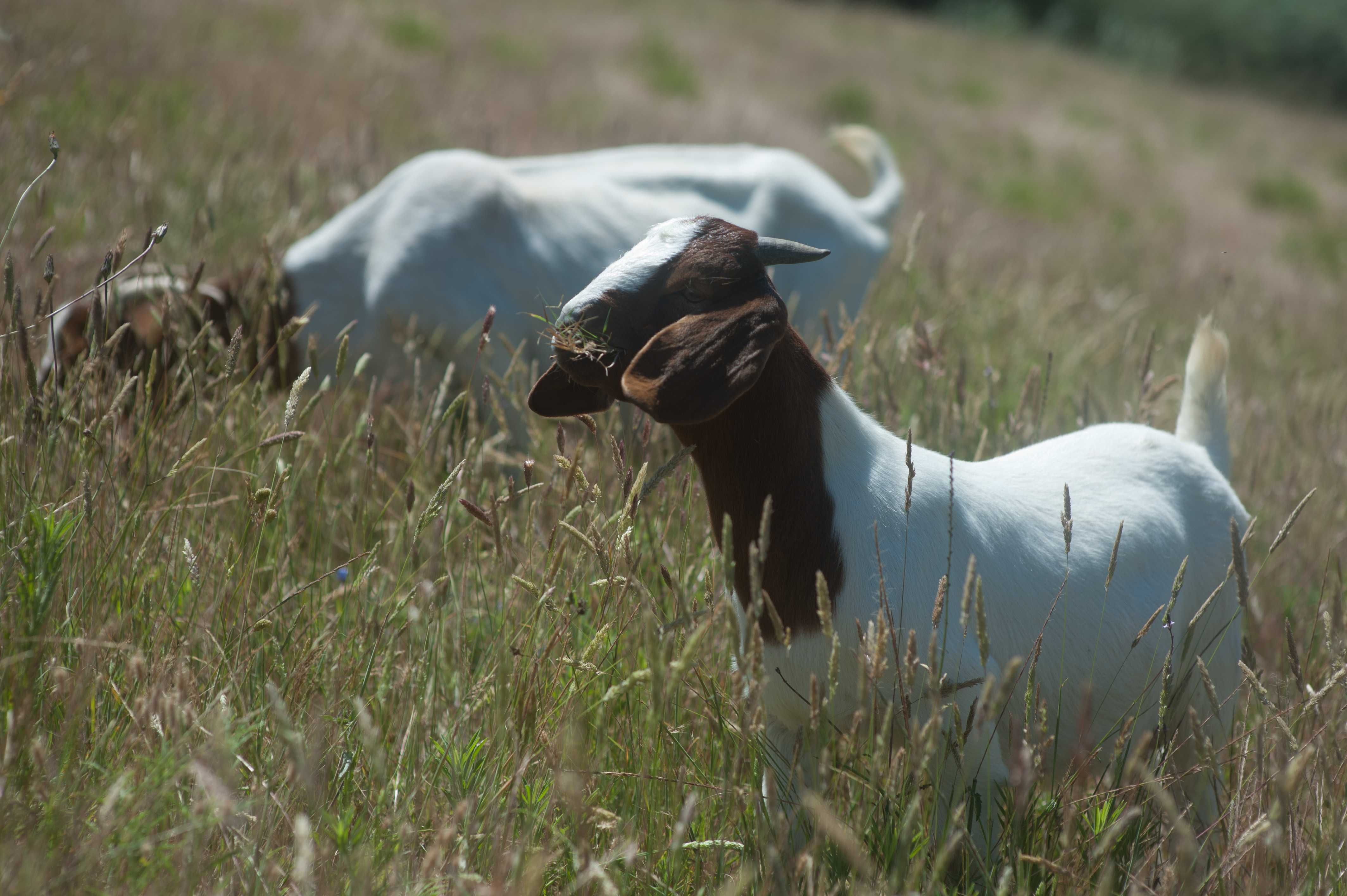 BOER. Machos para venda
