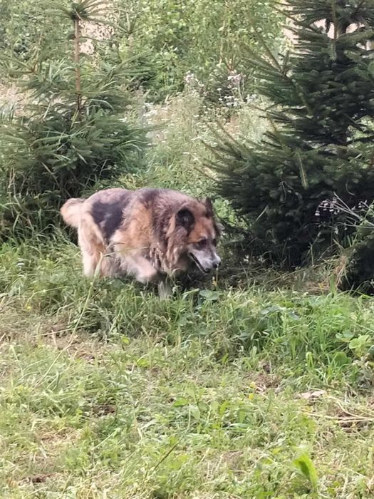 Owczareczka Marysia szuka domu!