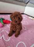 Pudel toy red suczka