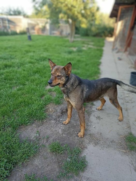 Oddam za darmo- dostojny Wituś szuka domu