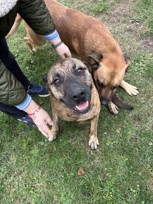 Szukamy domu razem lub oddzielnie