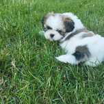 Szczeniaczek Shih Tzu