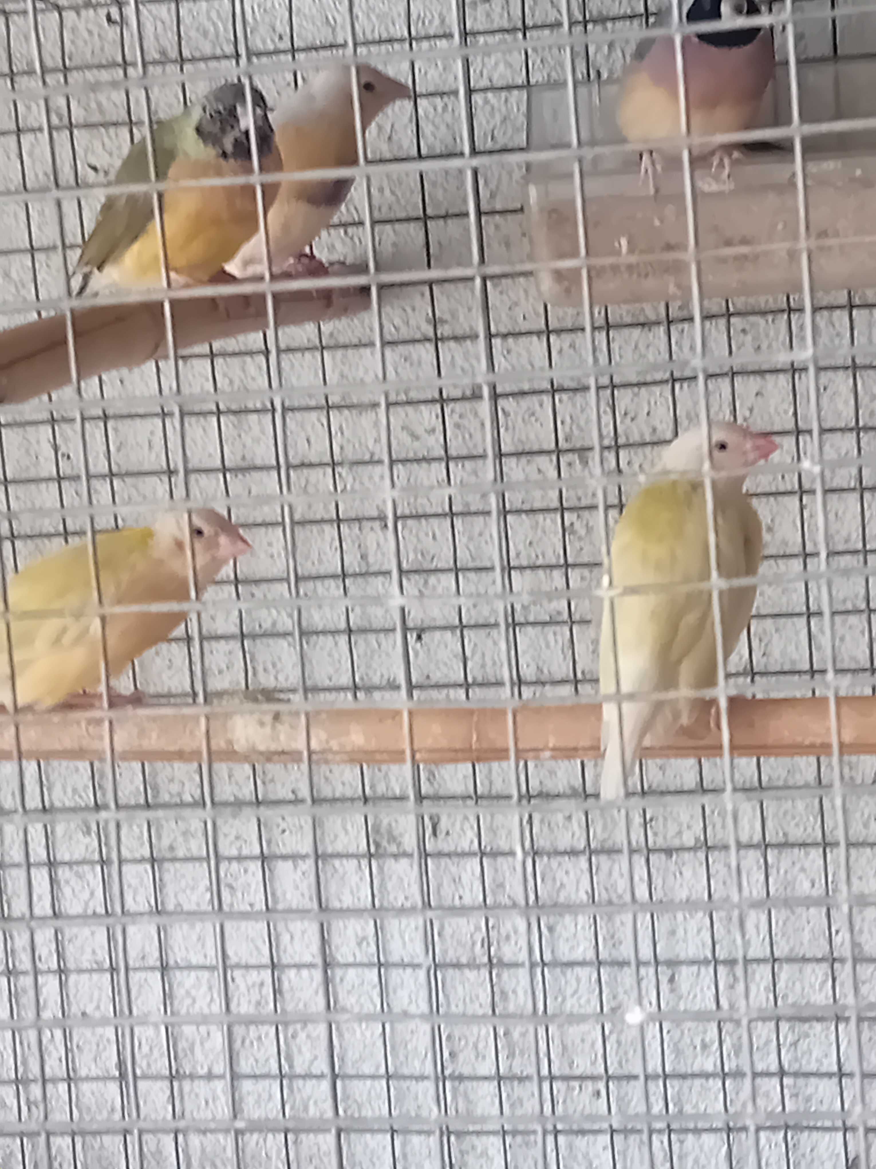 Diamantes golds várias mutações