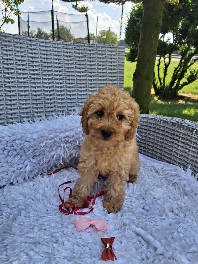 Śliczna suczka Cavapoo