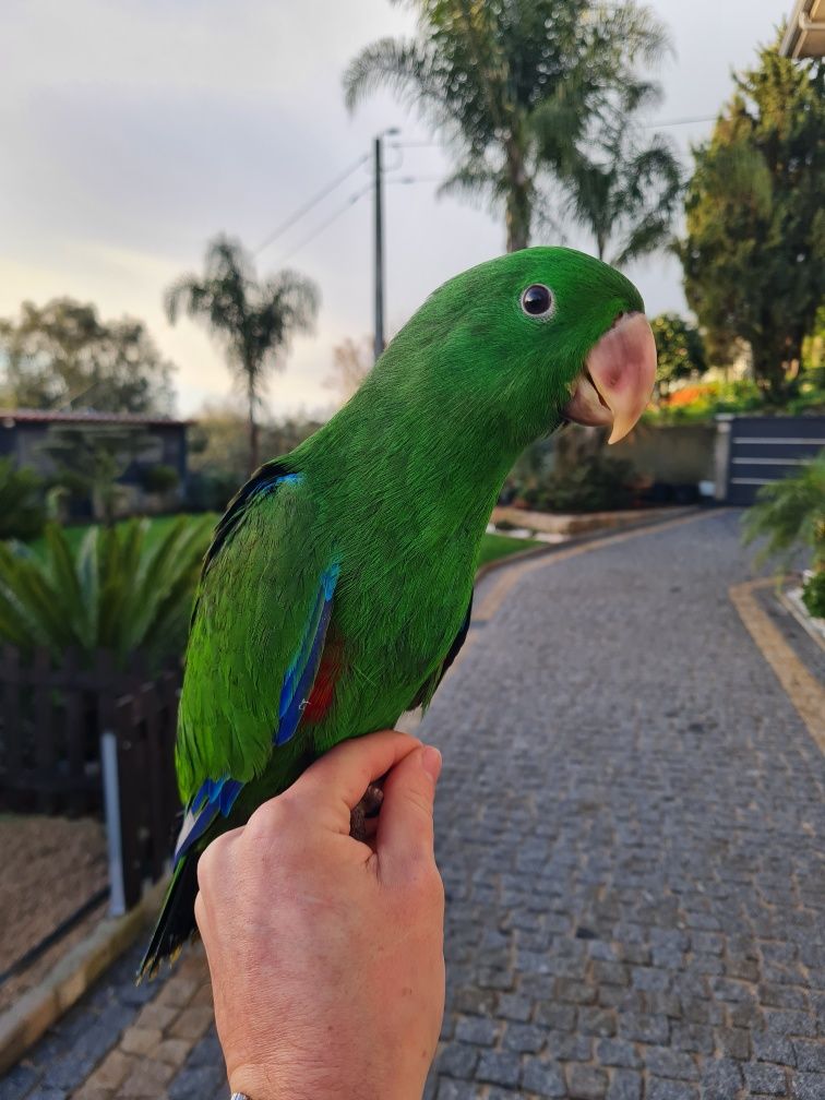 Papagaios eclectus