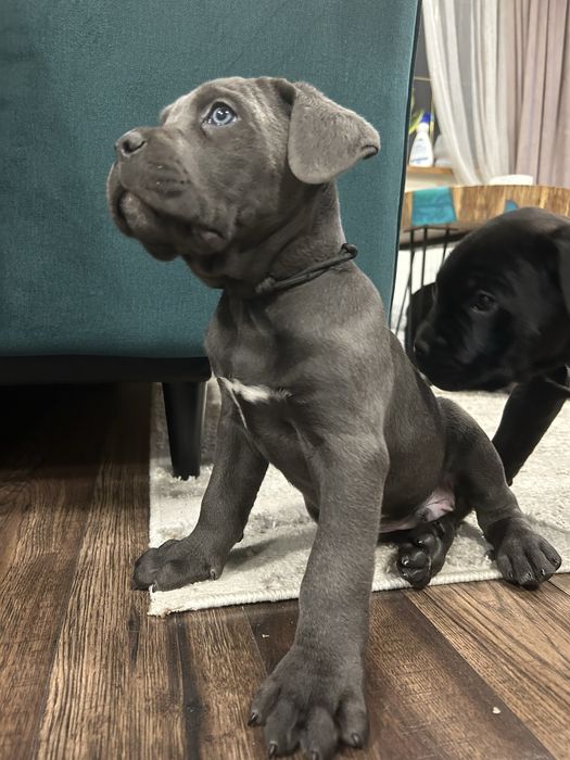 Cane Corso Italiano szczeniaczki niebieskie / czarne / pręgowany