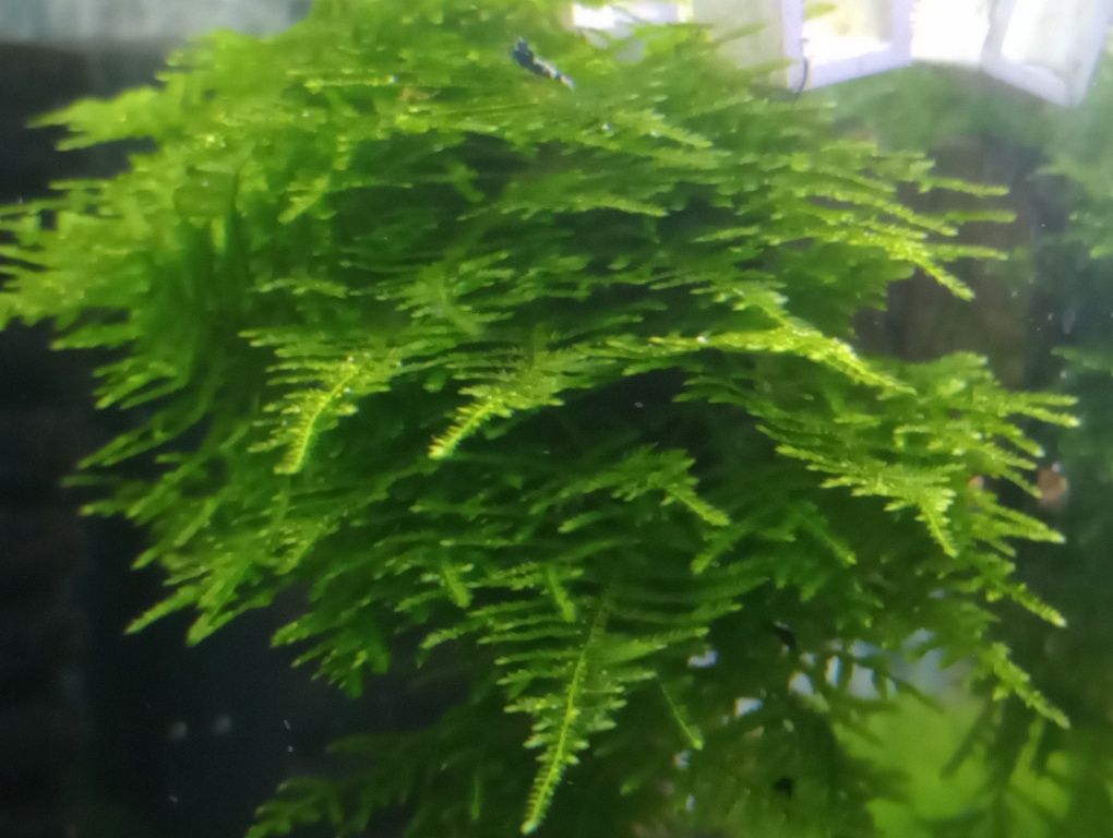 Mech Java Moss  do akwarium !