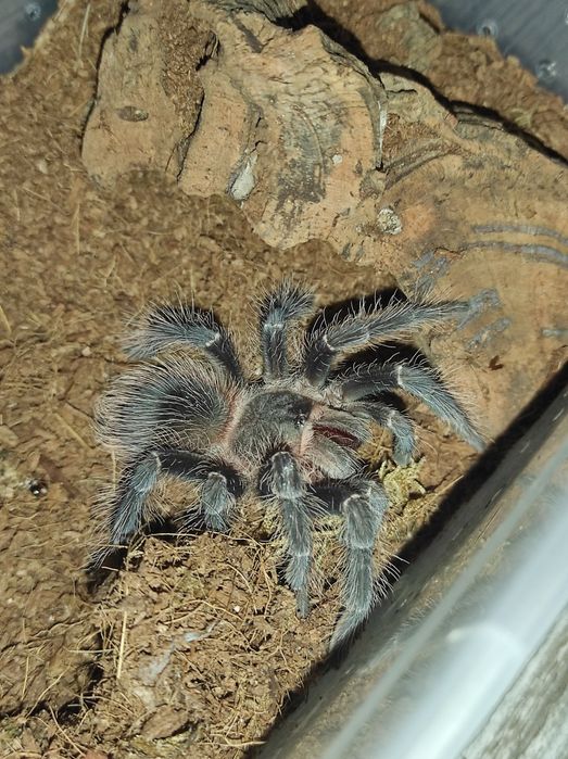 Lasiodora parahybana