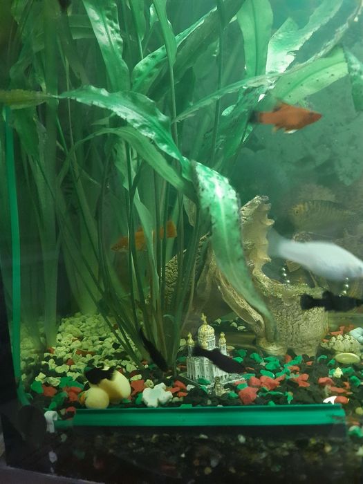 Продам молинезия лира