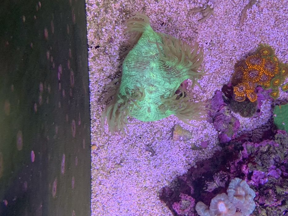 cataphyllia tamanho L coral agua salgada