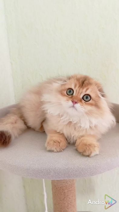 Дуже лагідний хлопчик золота шиншила висловухий
