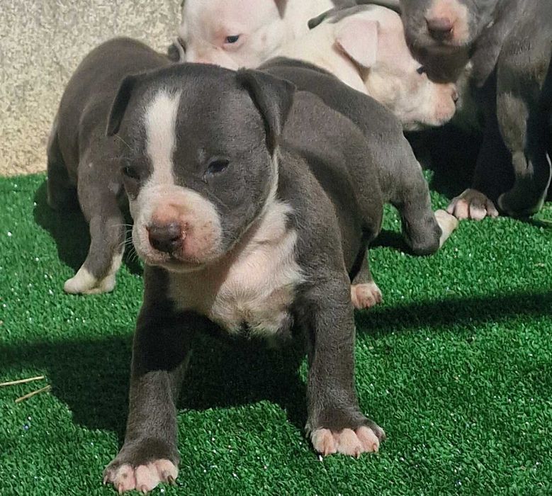 AMERICAN STAFFORDSHIRE TERRIER Canil Of Greatwarriors