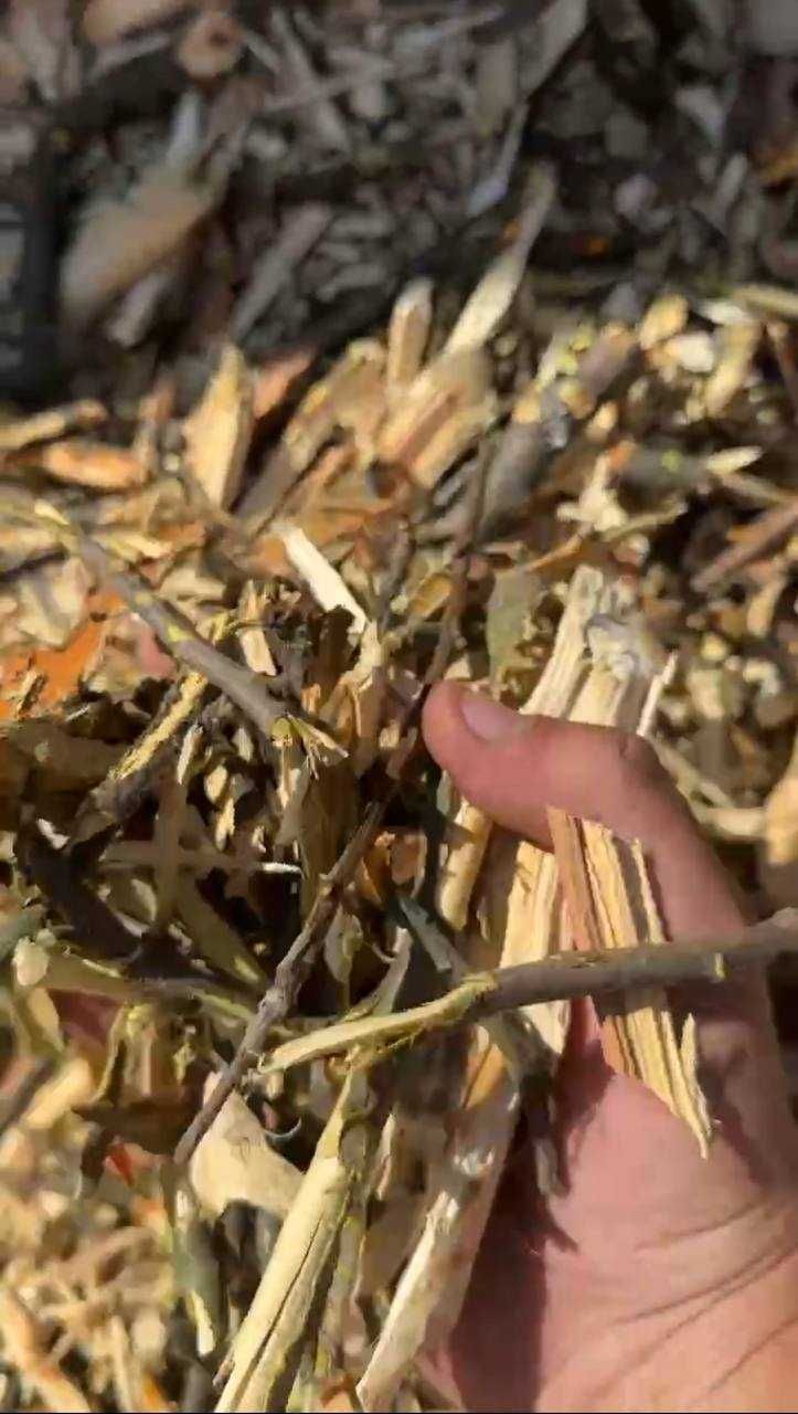 Продам щепу сосни та змішаних сортів деревини.