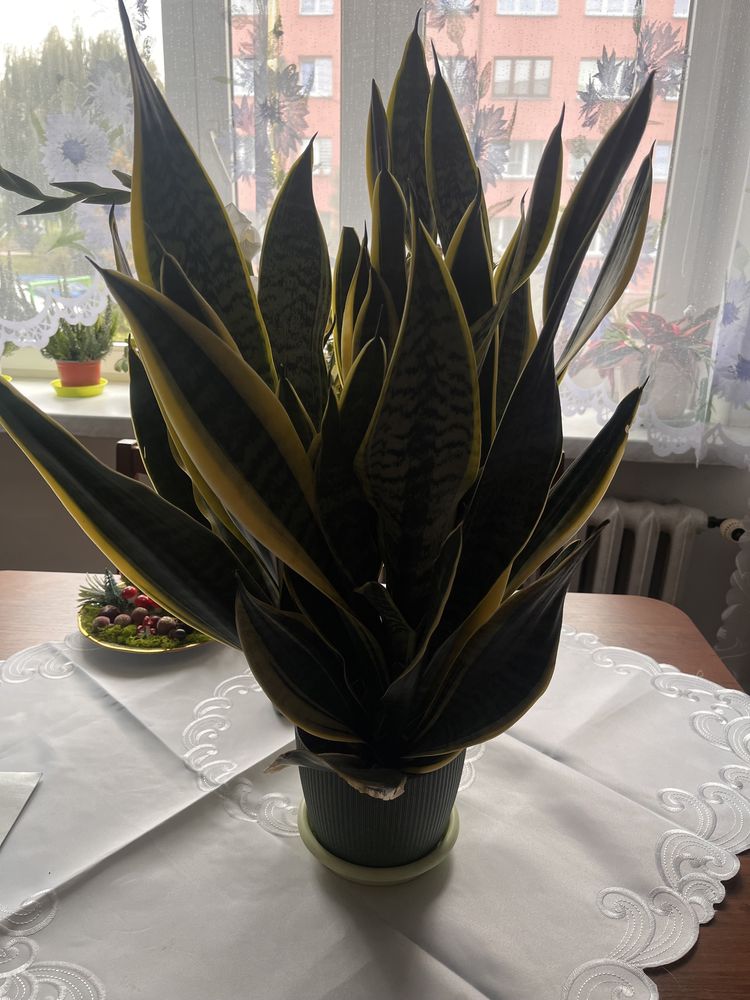 sansaweria gwinejska
