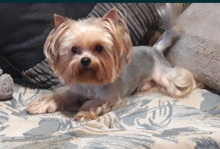 Йоркширские щенки