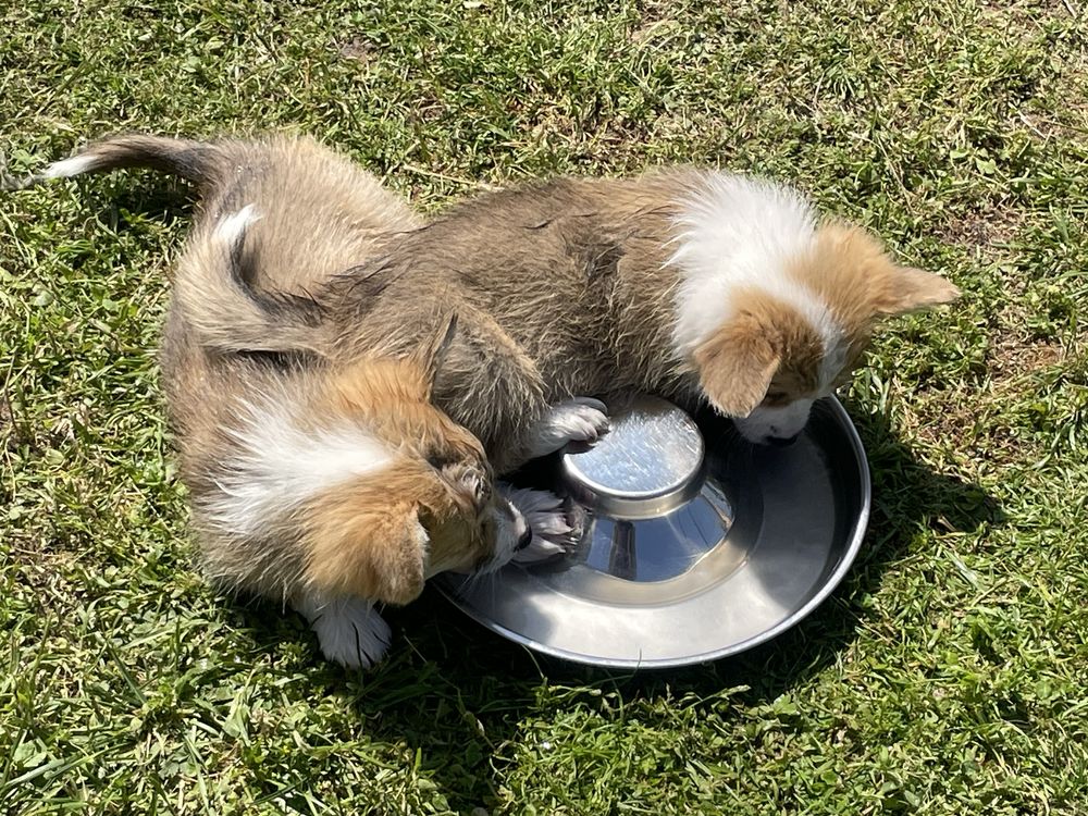 Welsh Corgi Pembroke  ZKwP