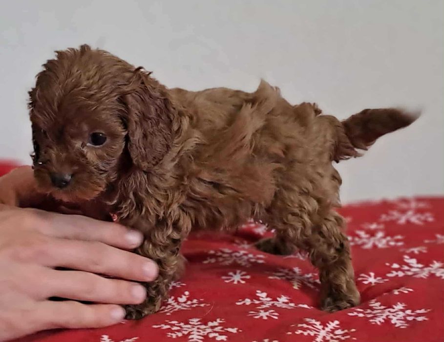 aktualne! piesek red cavapoo f1 cavalier x pudel mini 8tyg do  odbioru