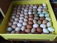 Miksy kolorowe jaja lęgowe, wysyłka