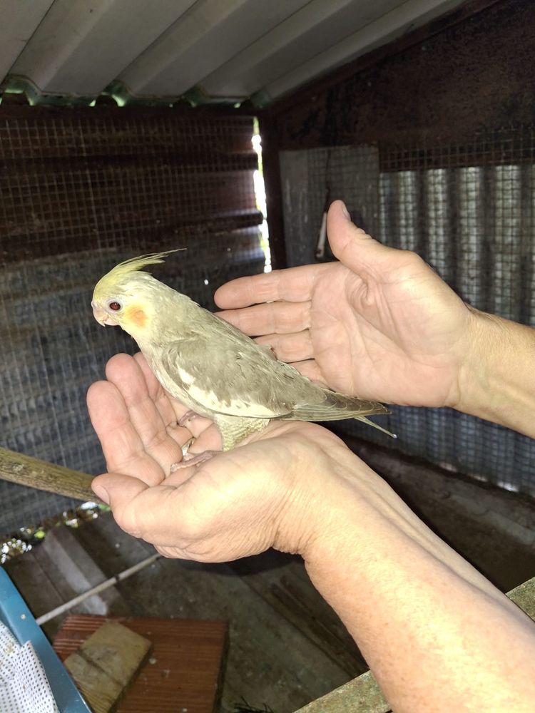 caturras criadas a mão e pyrrura pieneple macho