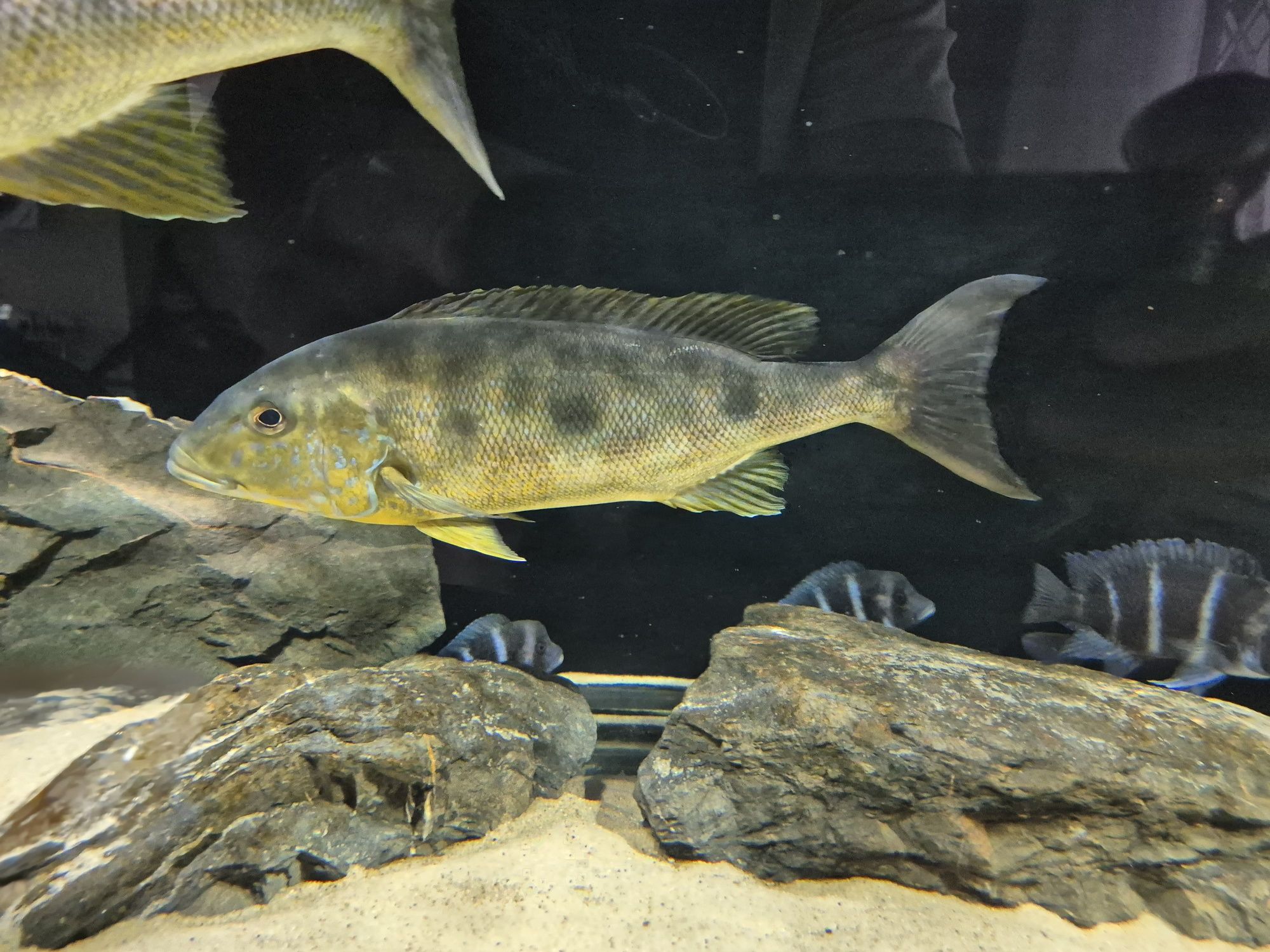 Boulengerochromis microlepis