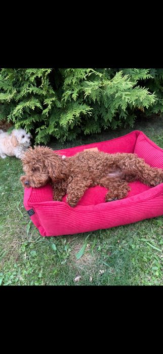 Дівчинка підрощена ред браун