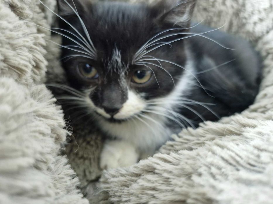 Koci dwupak do adopcji