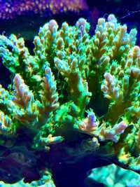 Szczepka acropora banana