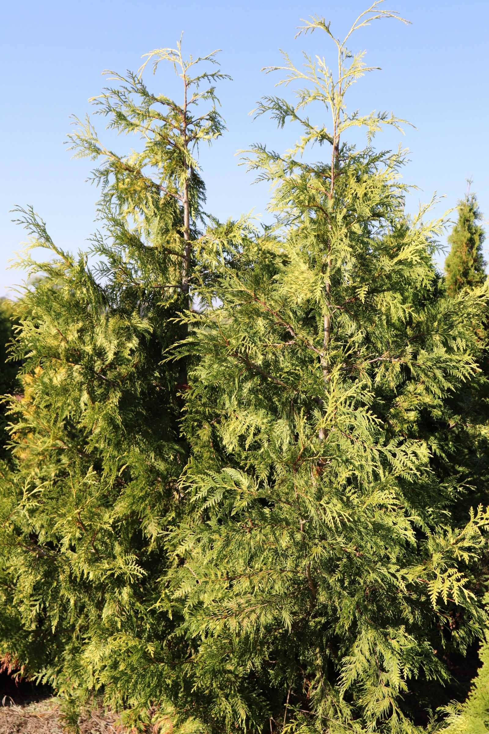 THUJA ZEBRINA EXTRA GOLD 2-3 m, na sprzedaż