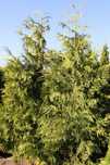 THUJA ZEBRINA EXTRA GOLD 2-3 m, na sprzedaż